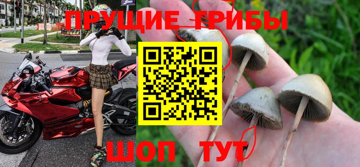 Псилоцибиновые грибы GOLDEN TEACHER Владимир